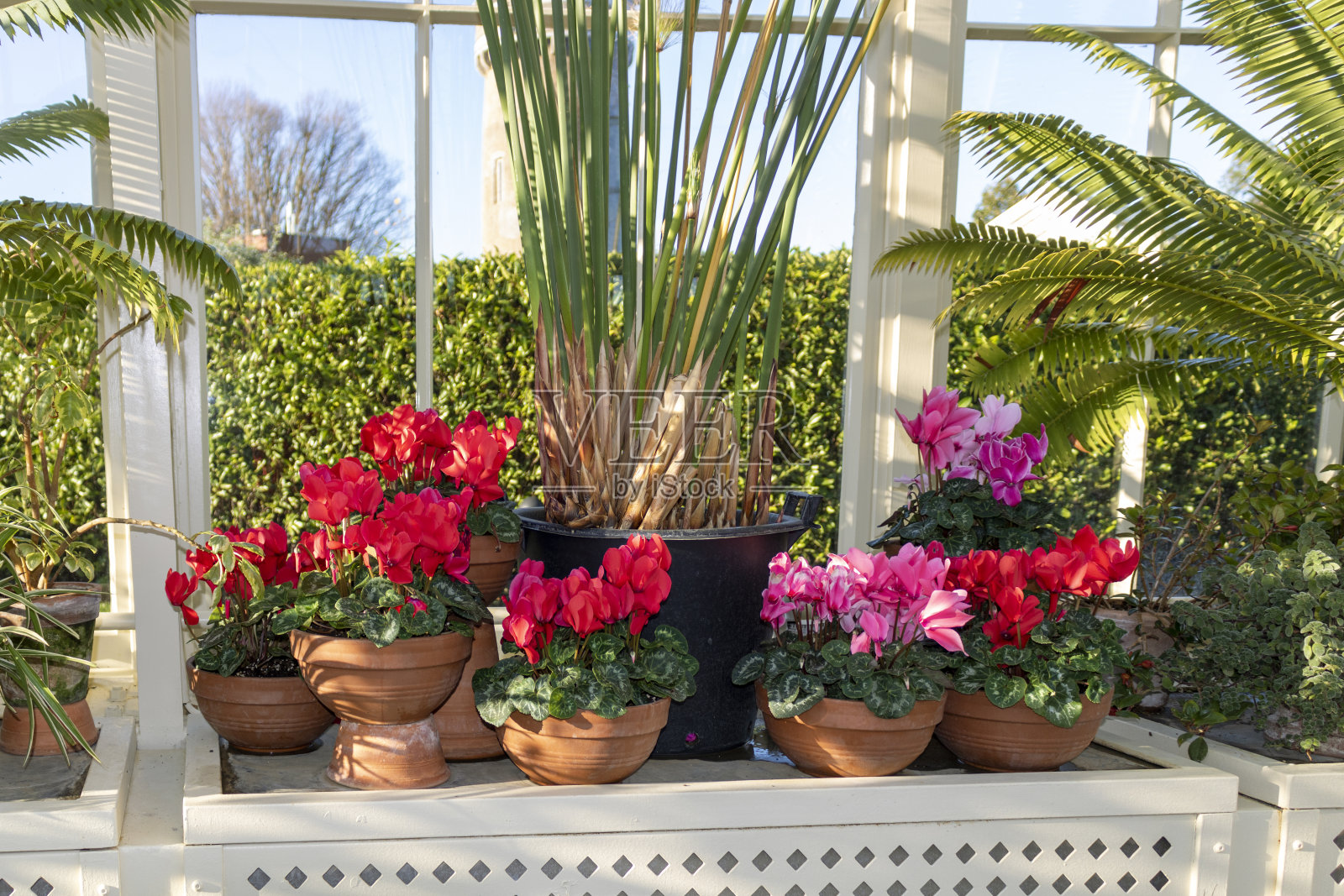 仙客来照片摄影图片