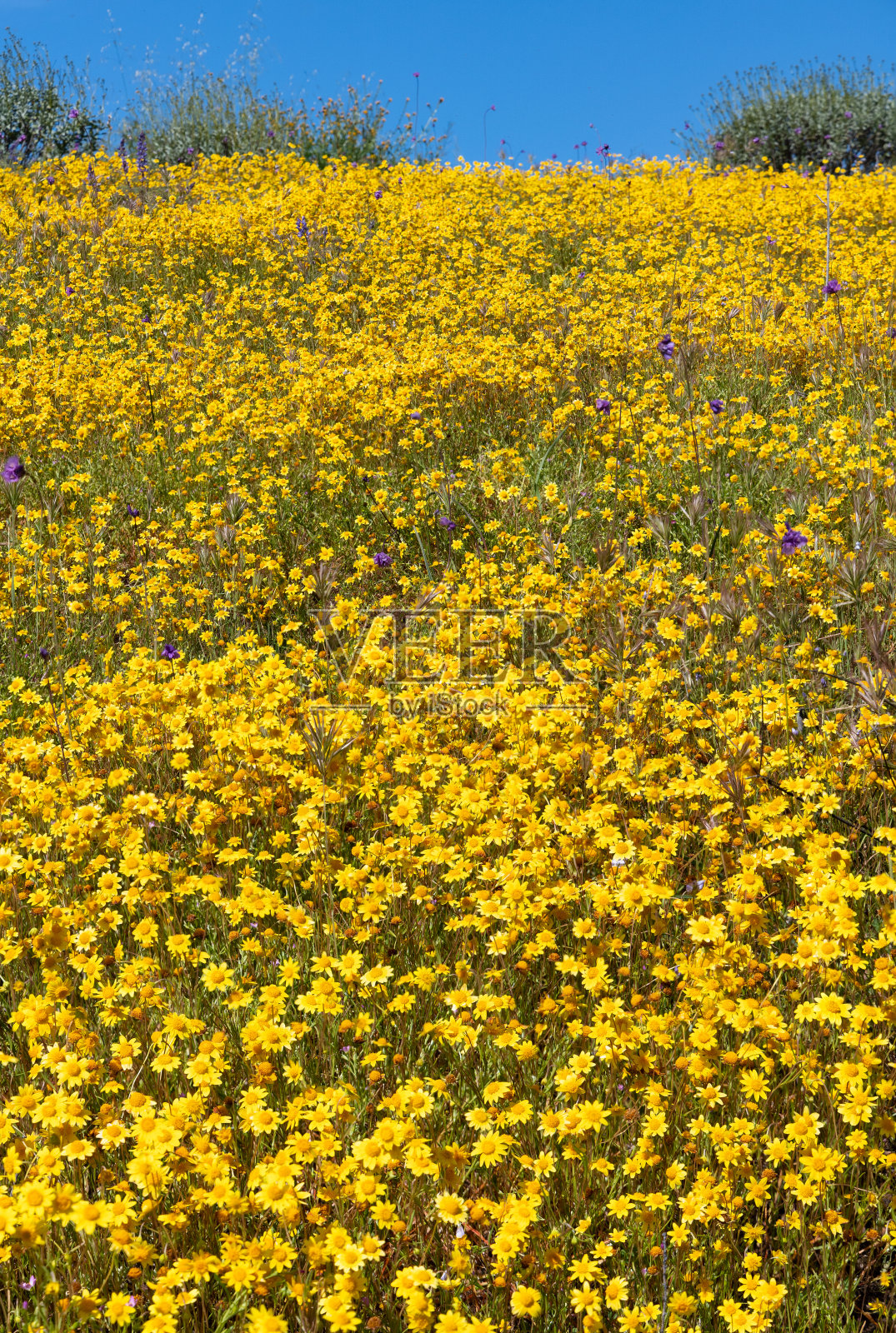 钻石谷湖上盛开的野花照片摄影图片