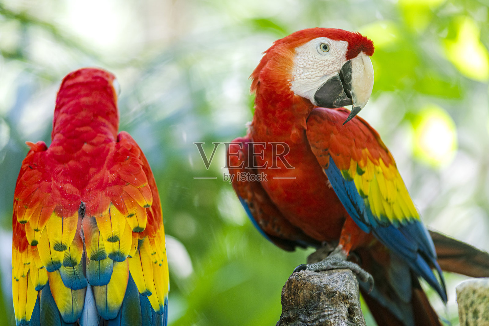 一对红金刚鹦鹉，又名红鹦鹉，属于大澳门科，是一种大鸟。照片摄影图片