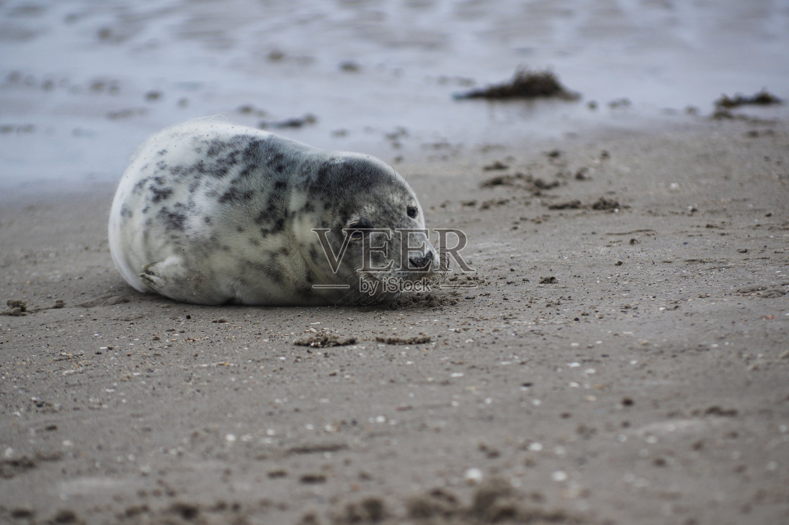 小海豹在波罗的海海滩上放松享受美好的一天照片摄影图片