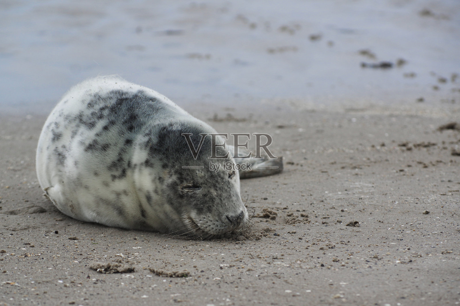 小海豹在波罗的海海滩上放松享受美好的一天照片摄影图片