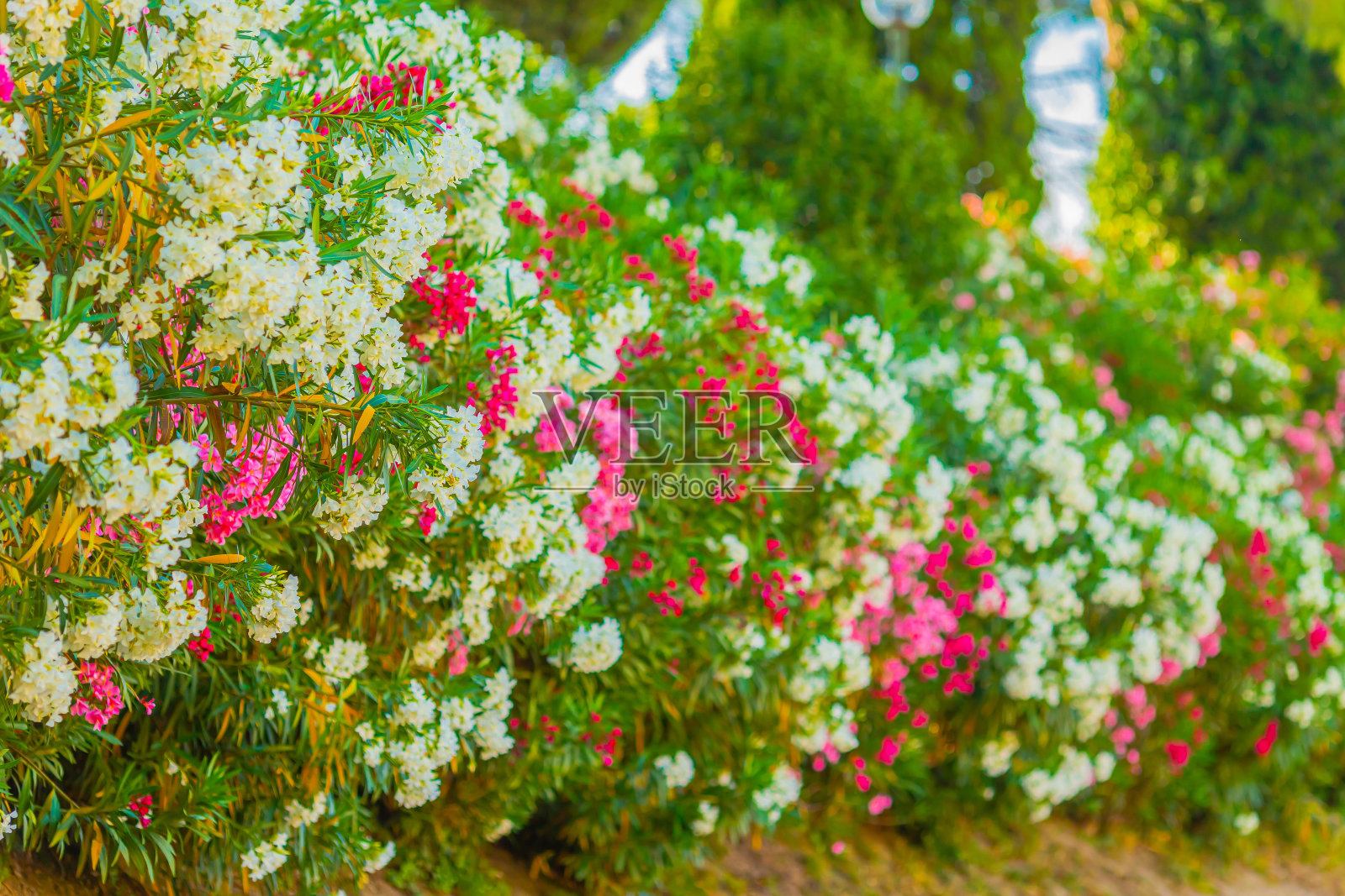 花。加尔达湖。意大利。欧洲。夏天之旅照片摄影图片