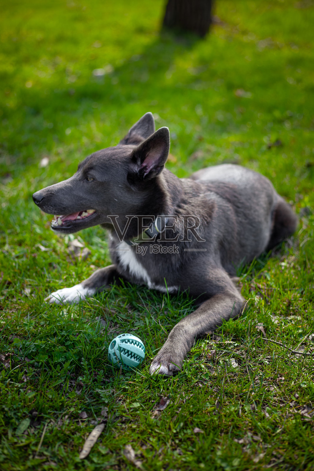 一只灰色的狗在公园的草地上玩一个绿色的球照片摄影图片