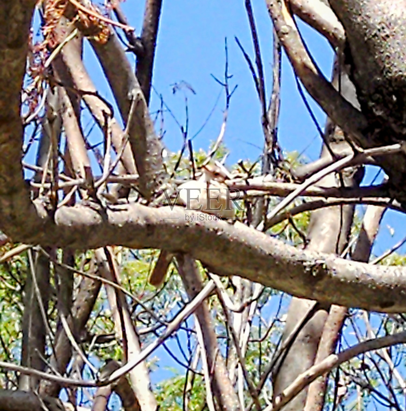 Pajarito照片摄影图片