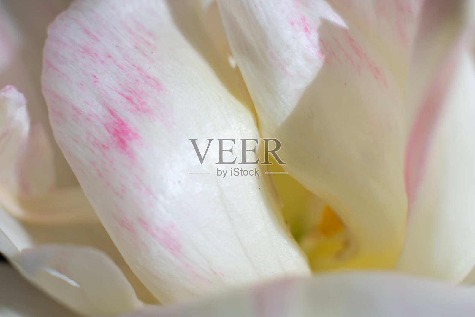 大量的白色郁金香花瓣微距镜头。照片摄影图片