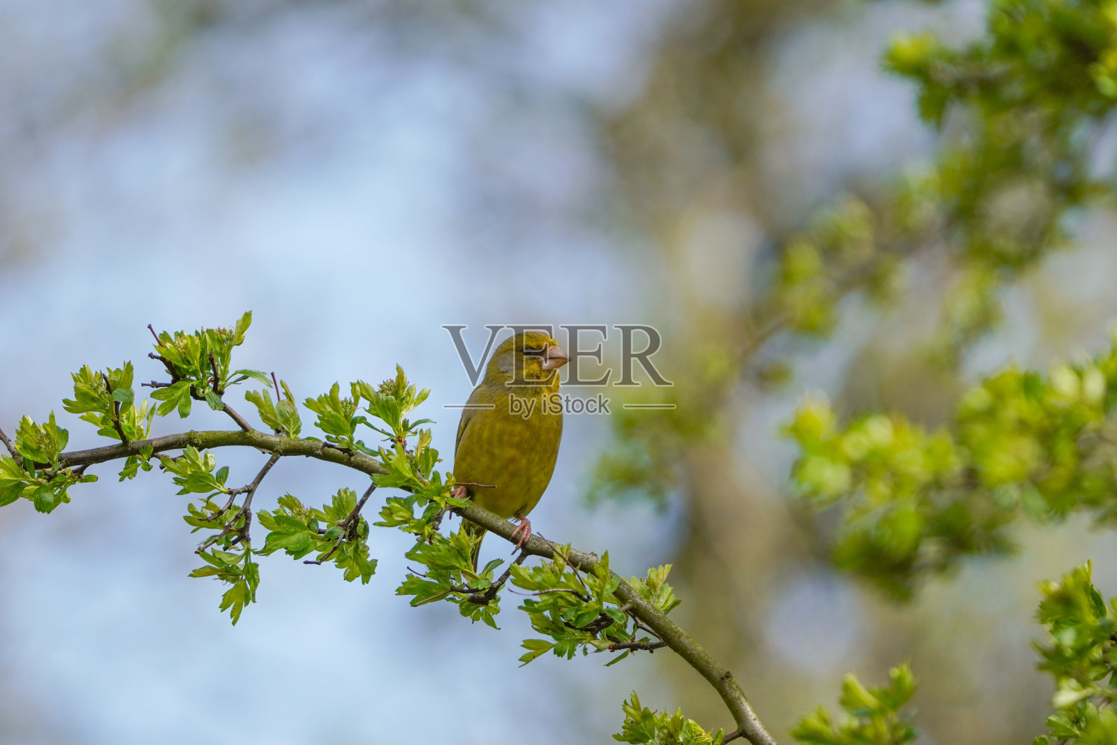 树上的小金翅雀照片摄影图片