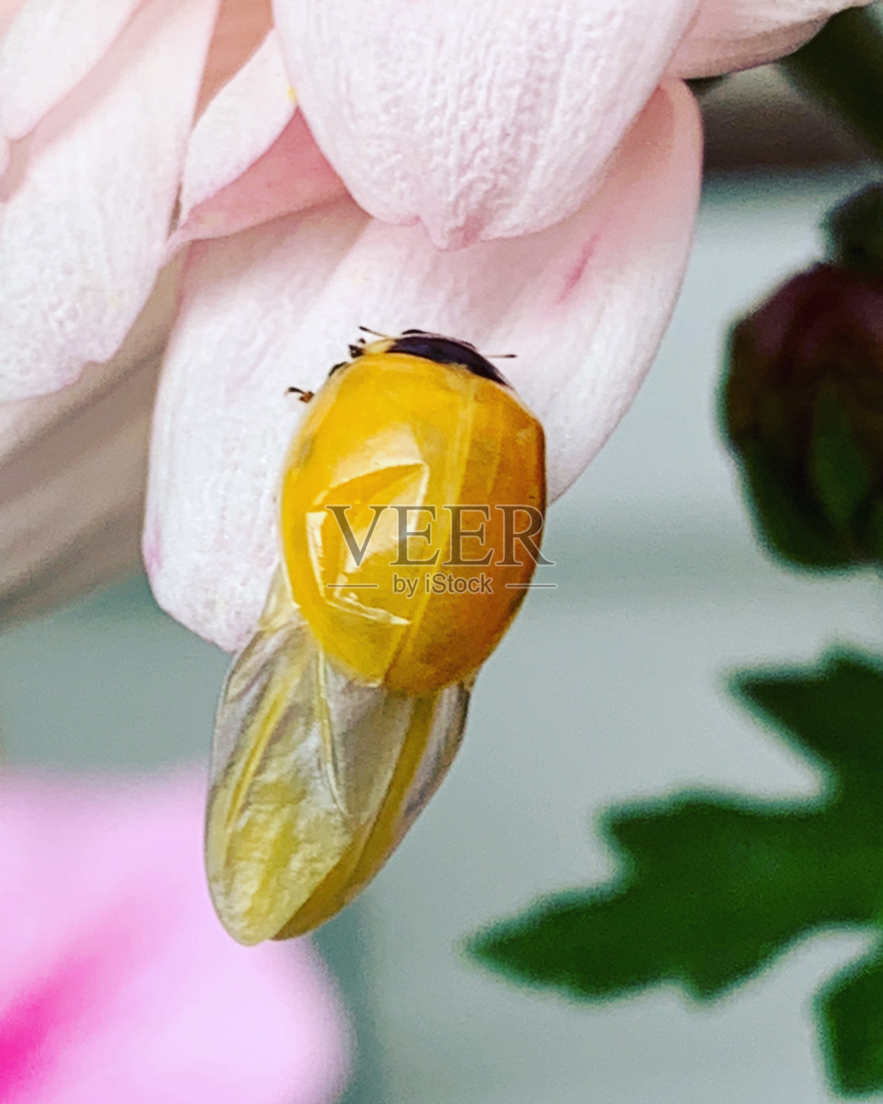 刚出生的瓢虫照片摄影图片