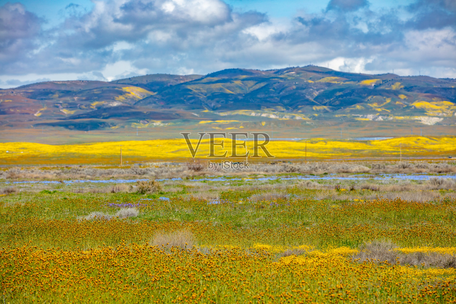 加州卡里佐平原上盛开的野花充满活力的色彩照片摄影图片