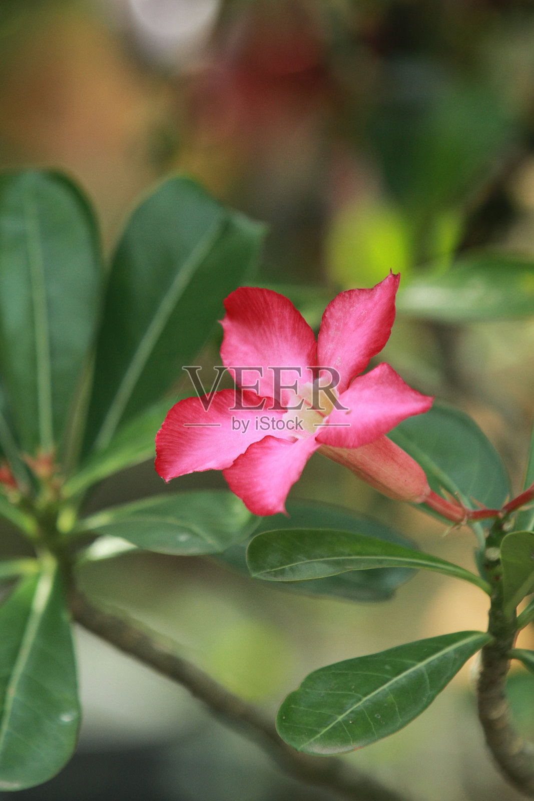 肥茄花，焦点与模糊背景，在绿叶之间的花园照片摄影图片