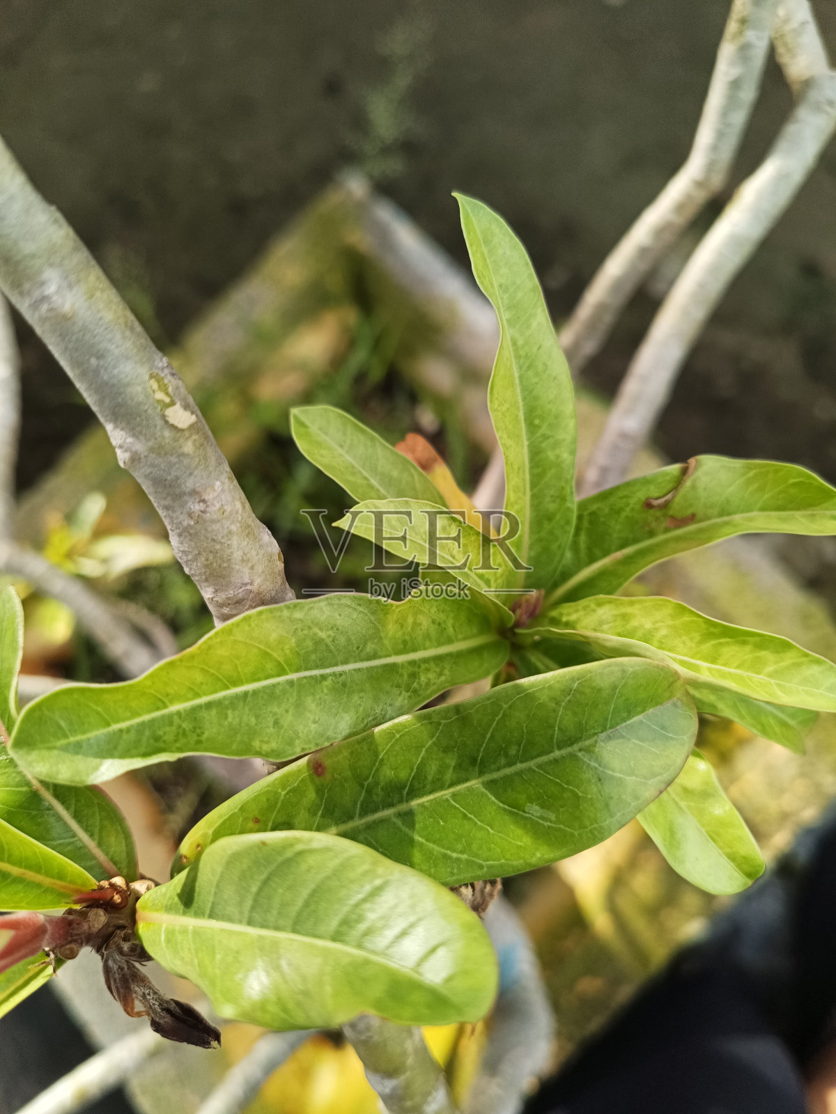 美丽的绿叶生长在一个小罐子里照片摄影图片