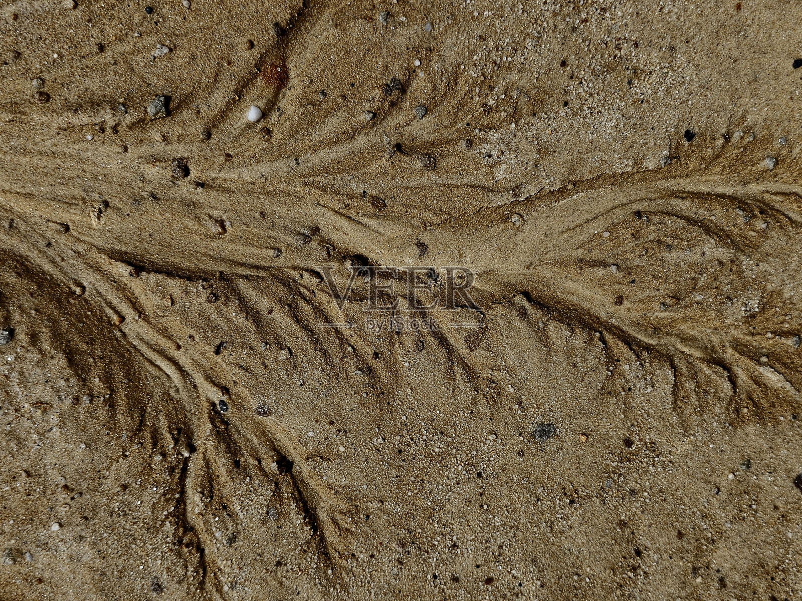 生命脉络照片摄影图片