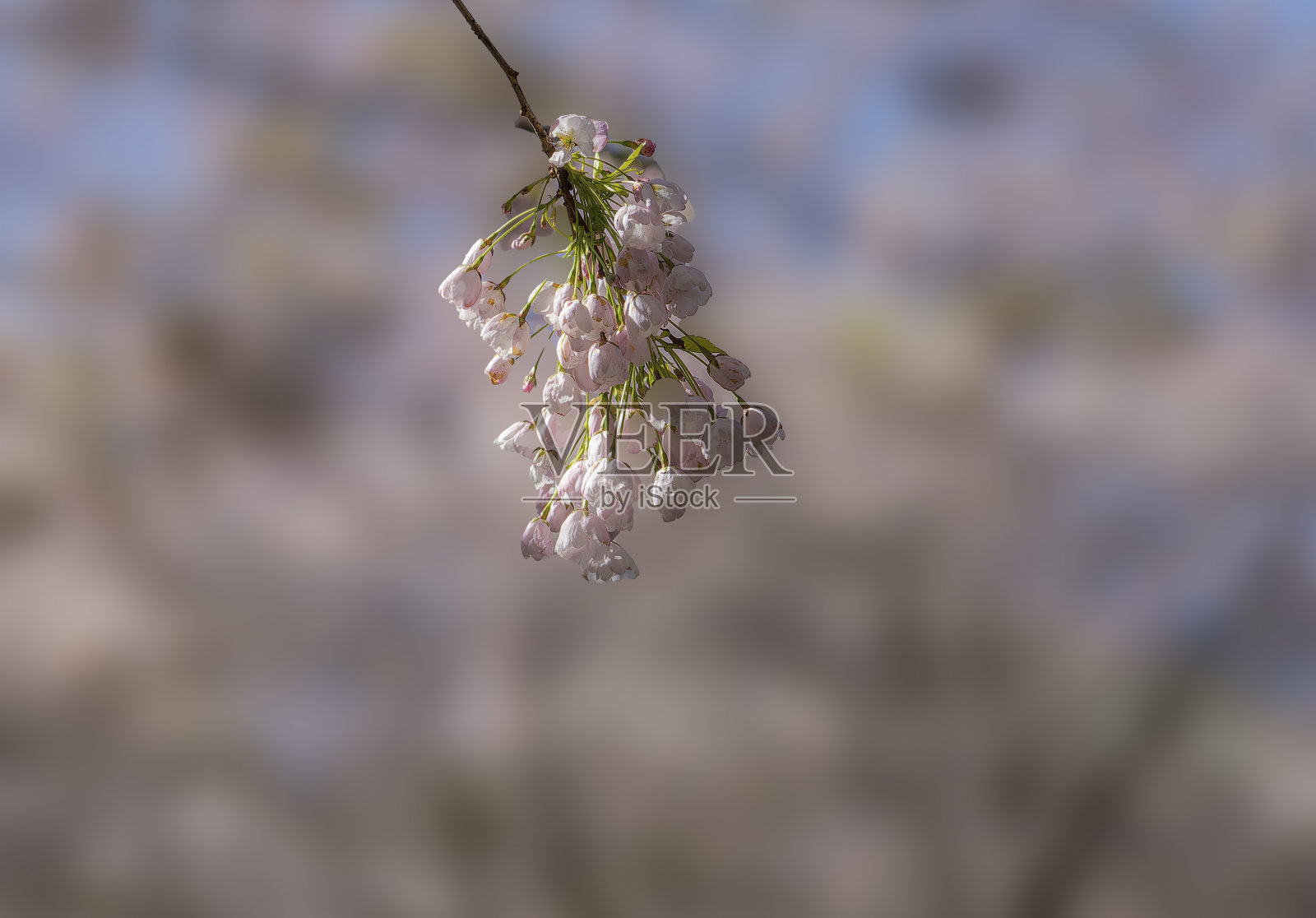 温哥华樱花节2023照片摄影图片