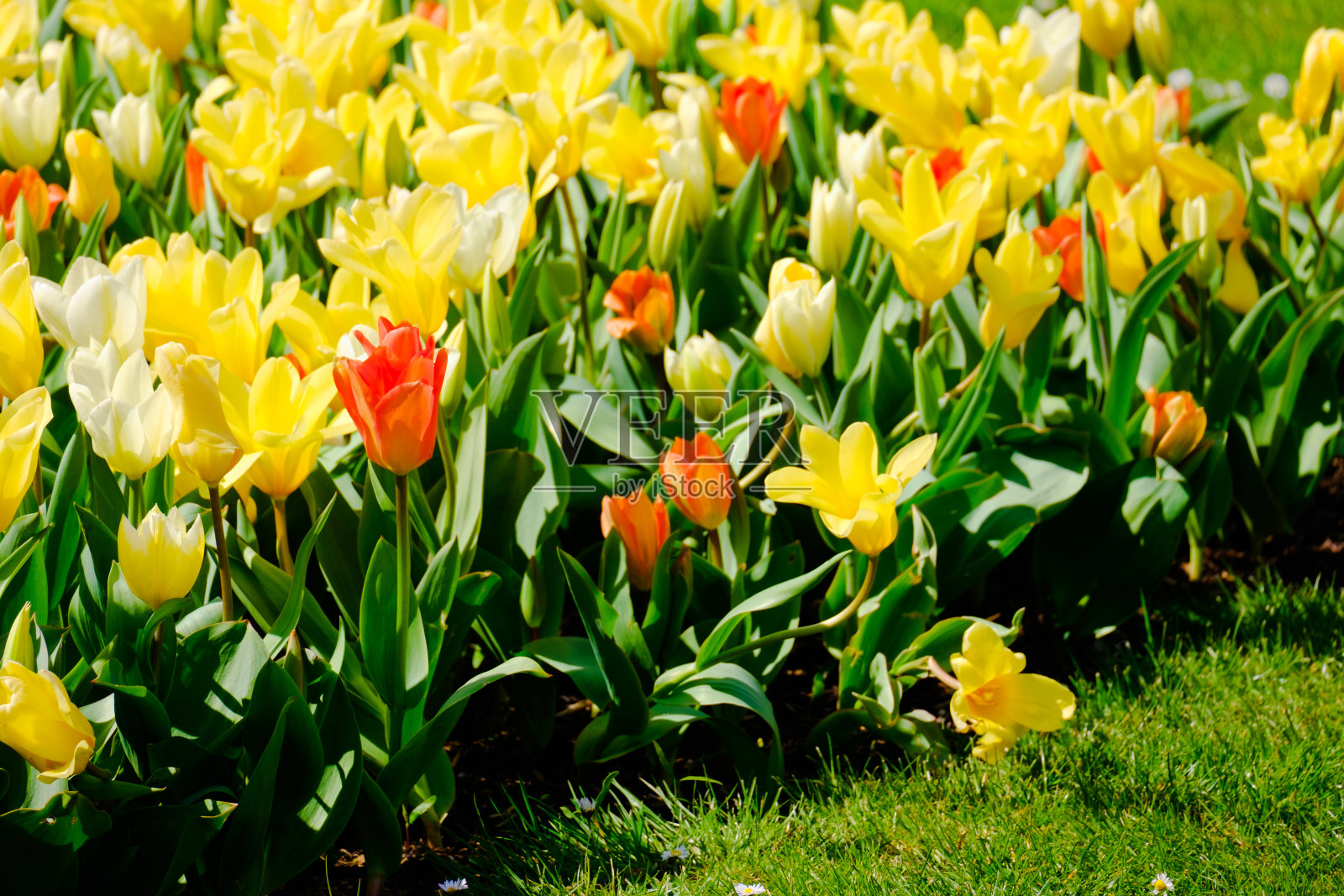 早春时节盛开的五颜六色的郁金香照片摄影图片