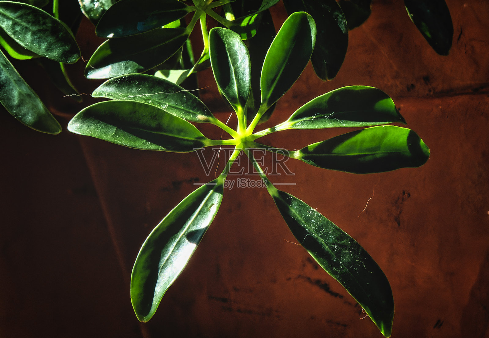 在阳台上晒晒太阳照片摄影图片