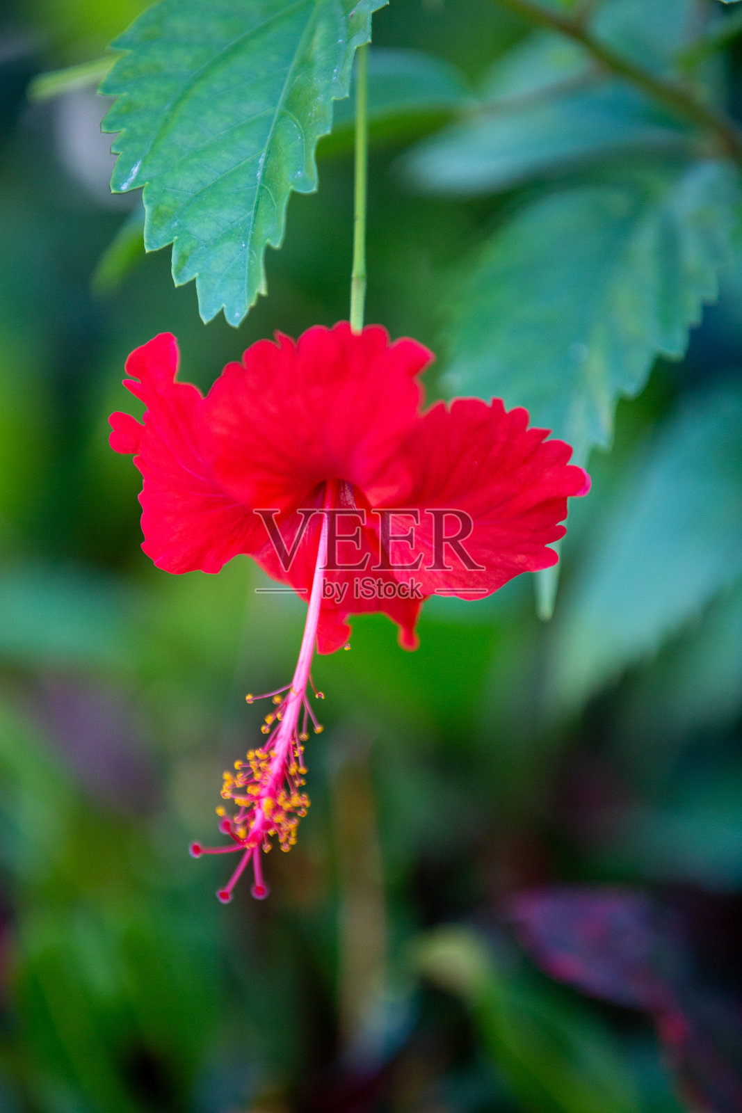 芙蓉照片摄影图片