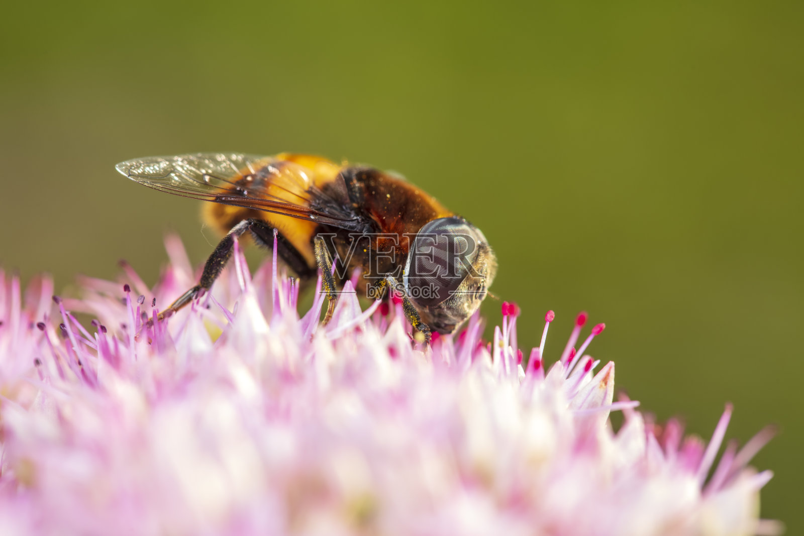 强盗飞，刺客飞照片摄影图片