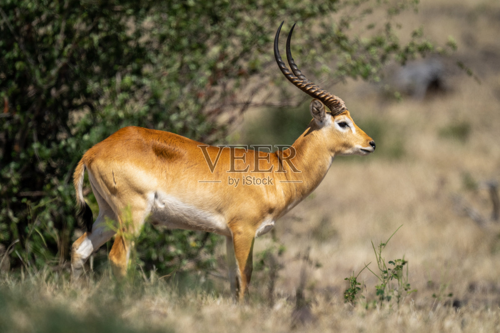 雄性红羚站在枝繁叶茂的灌木丛旁照片摄影图片