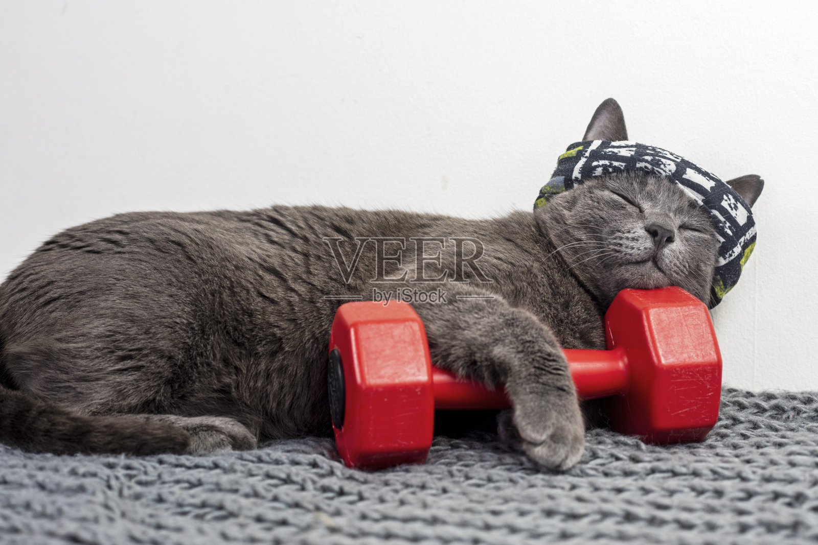 一只裹着运动绷带的猫在锻炼后睡在红色的哑铃上。家庭体育照片摄影图片