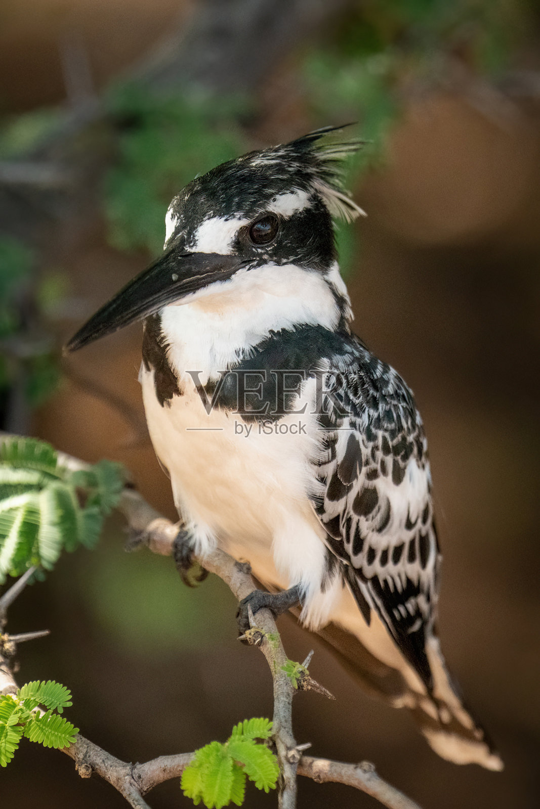 花衣翠鸟在枝叶茂密的树枝上盯着相机照片摄影图片