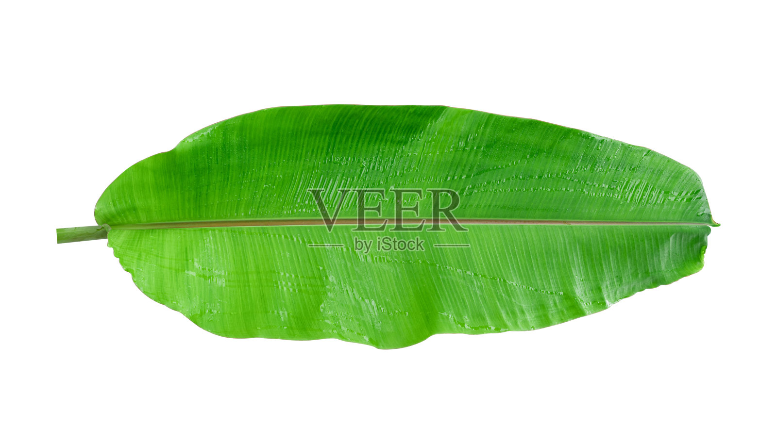 白色背景上的新鲜香蕉叶。整片香蕉叶包括修剪路径。照片摄影图片