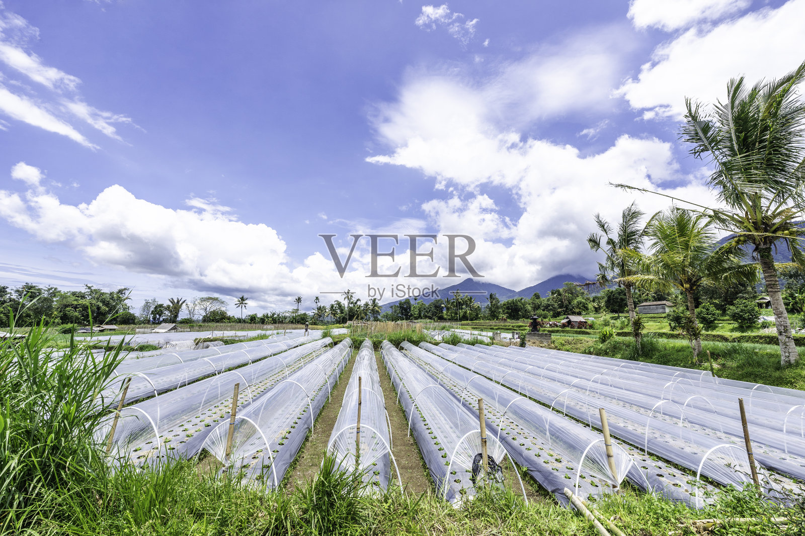 田间生长的植物照片摄影图片