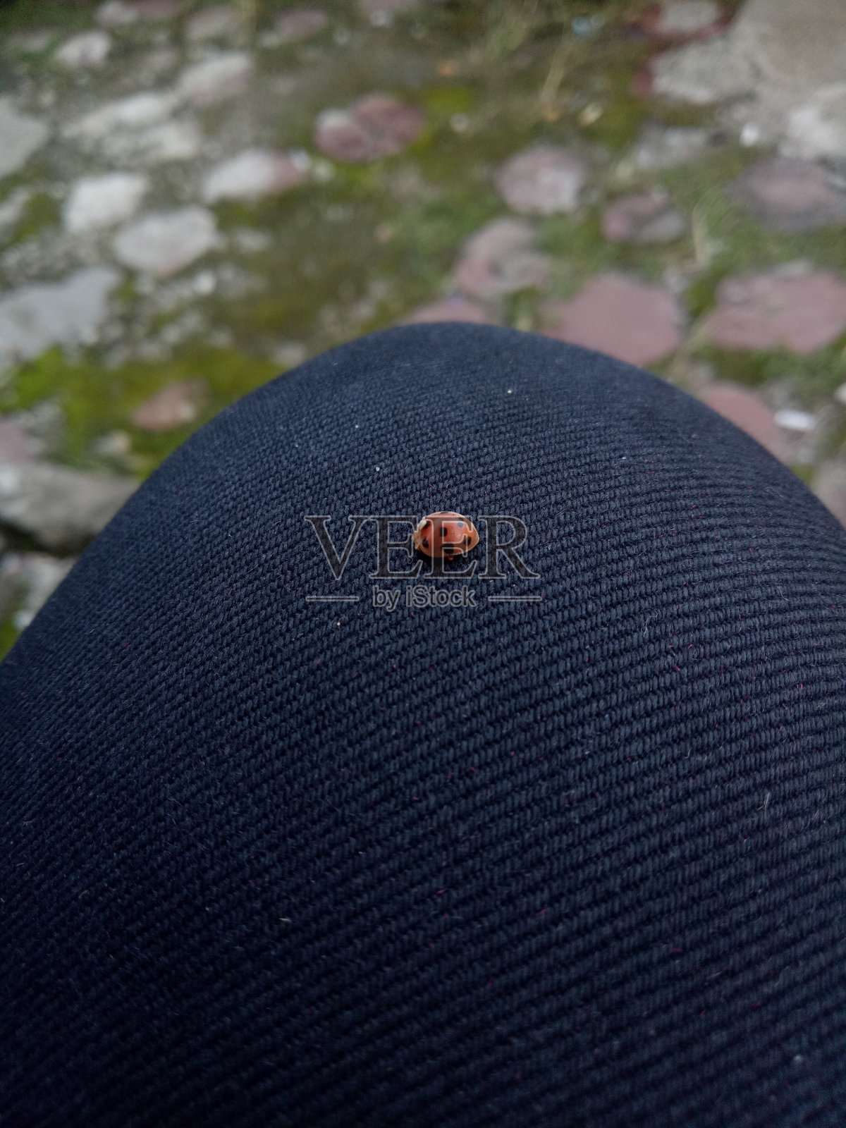 甲虫照片摄影图片