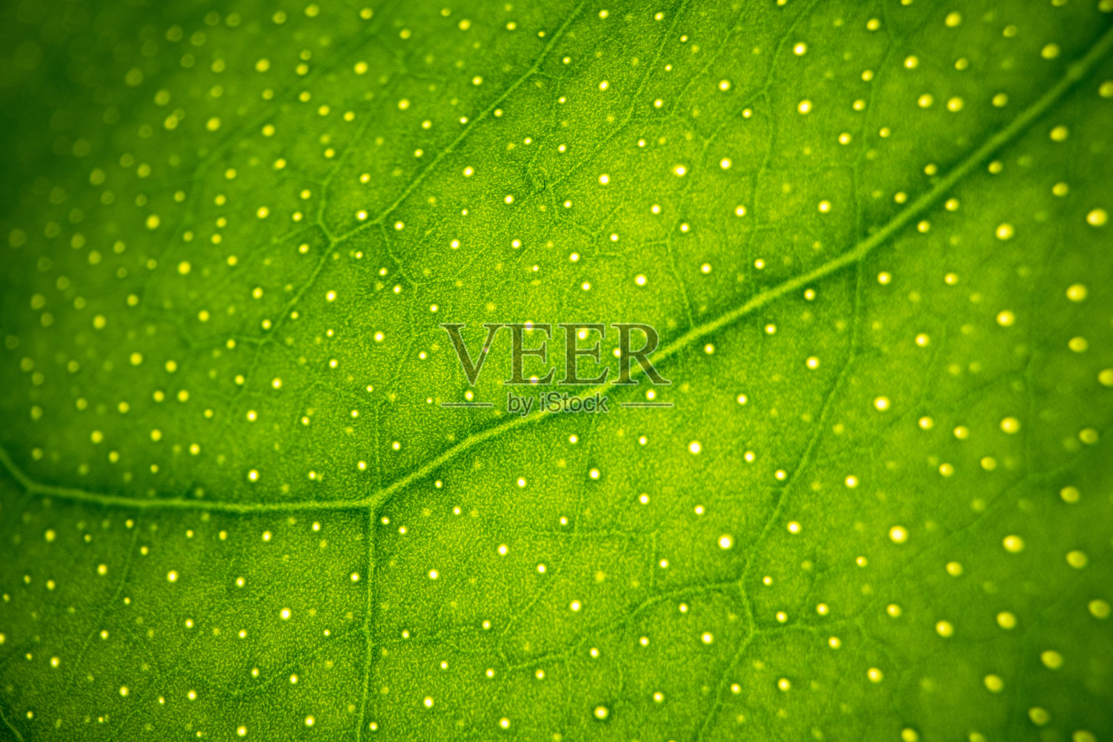 绿叶纹理背景宏照片摄影图片