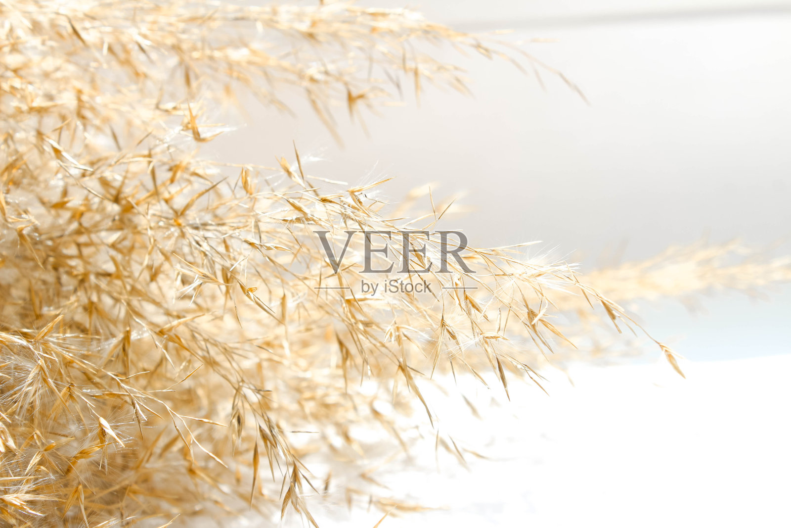 浅色的干芦苇，芦苇种子。米色芦苇草，潘帕斯草。照片摄影图片