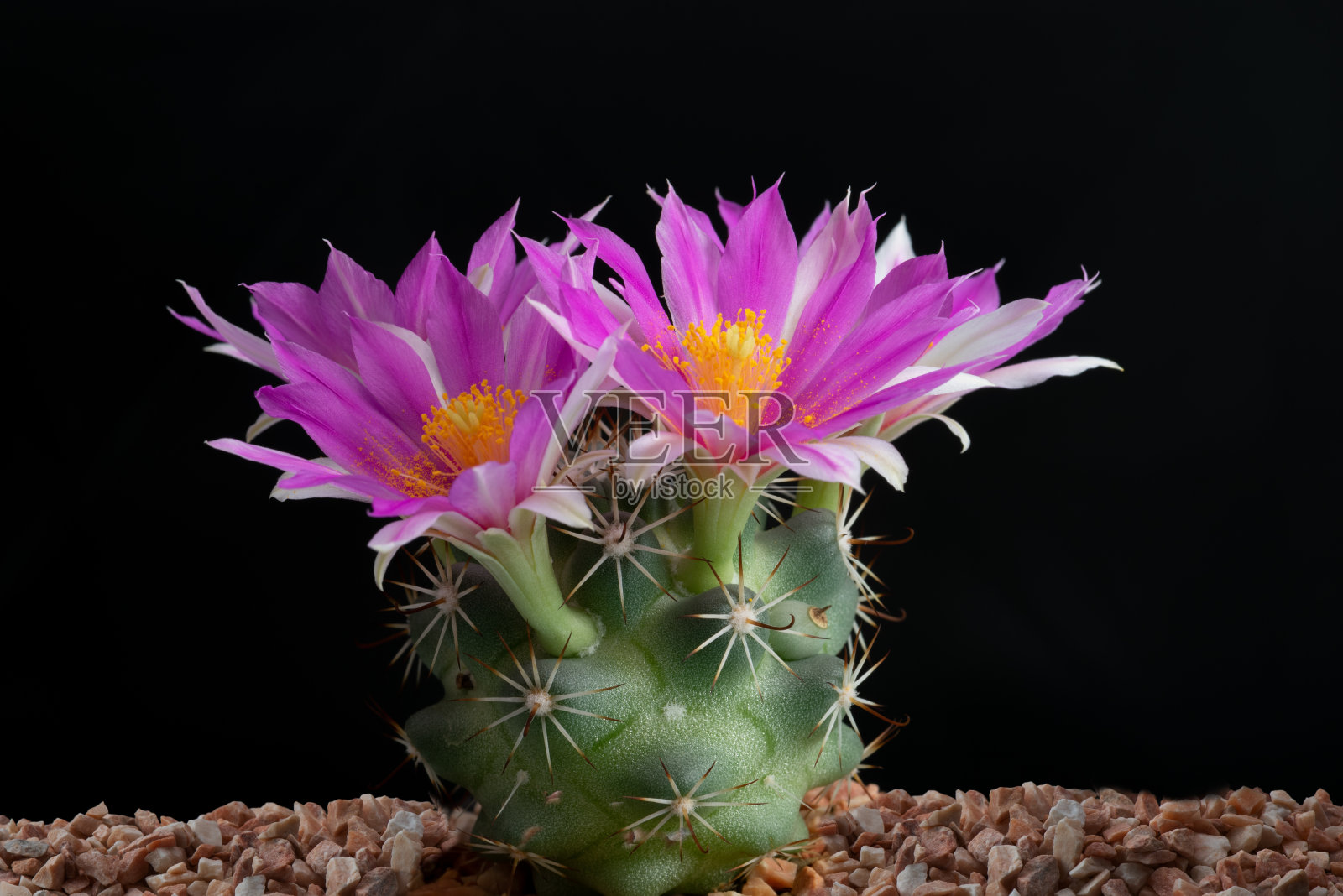 仙人掌花的特写照片摄影图片