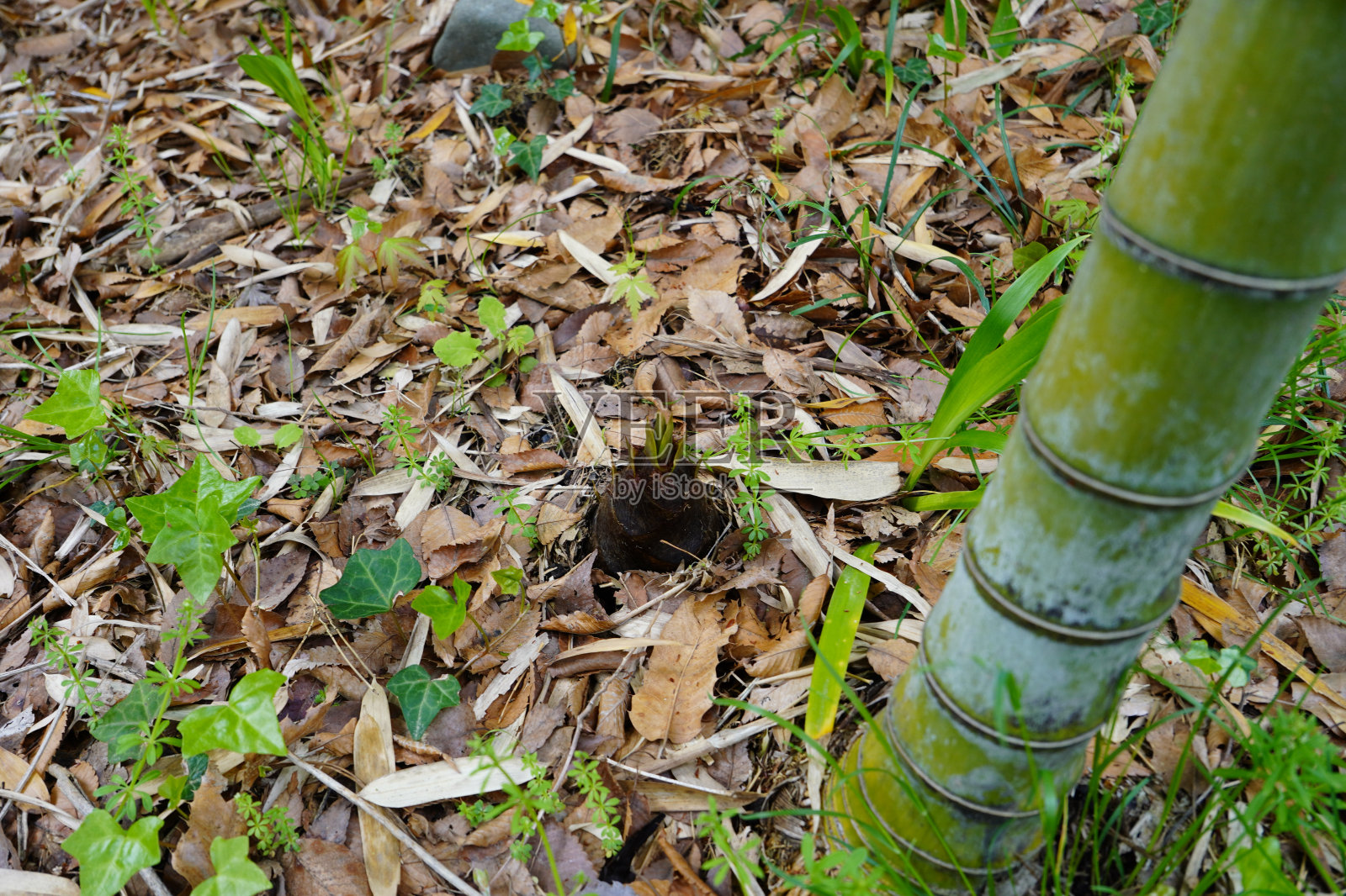 竹林中开始生长的竹笋(东京府初市，京都-森)照片摄影图片