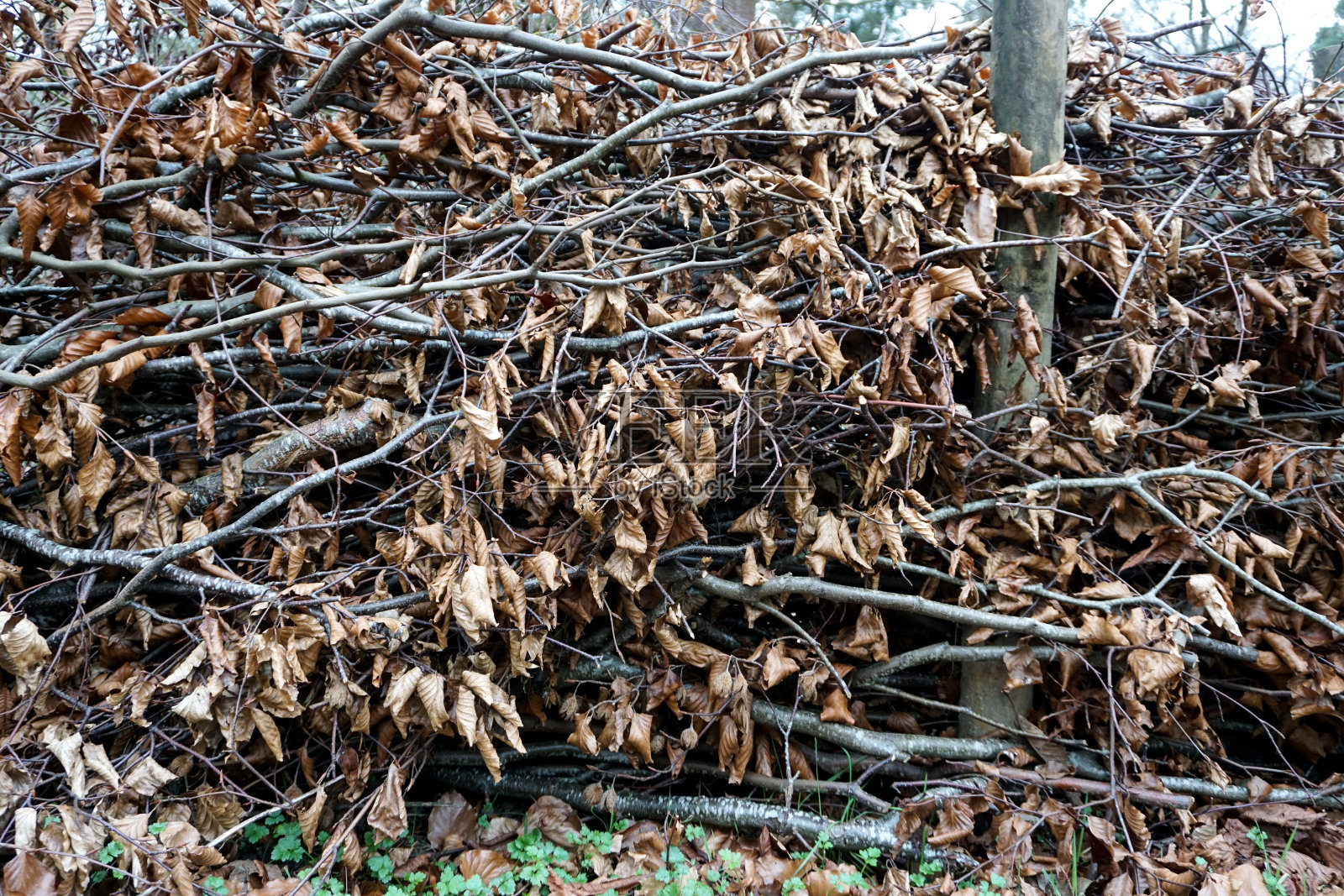 在冬季种植树篱和灌木照片摄影图片