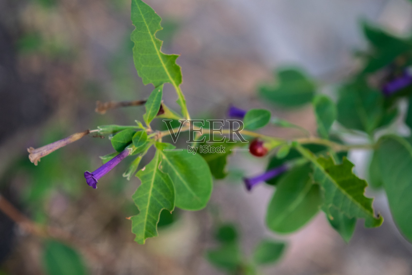 枸杞属植物的紫色小花照片摄影图片