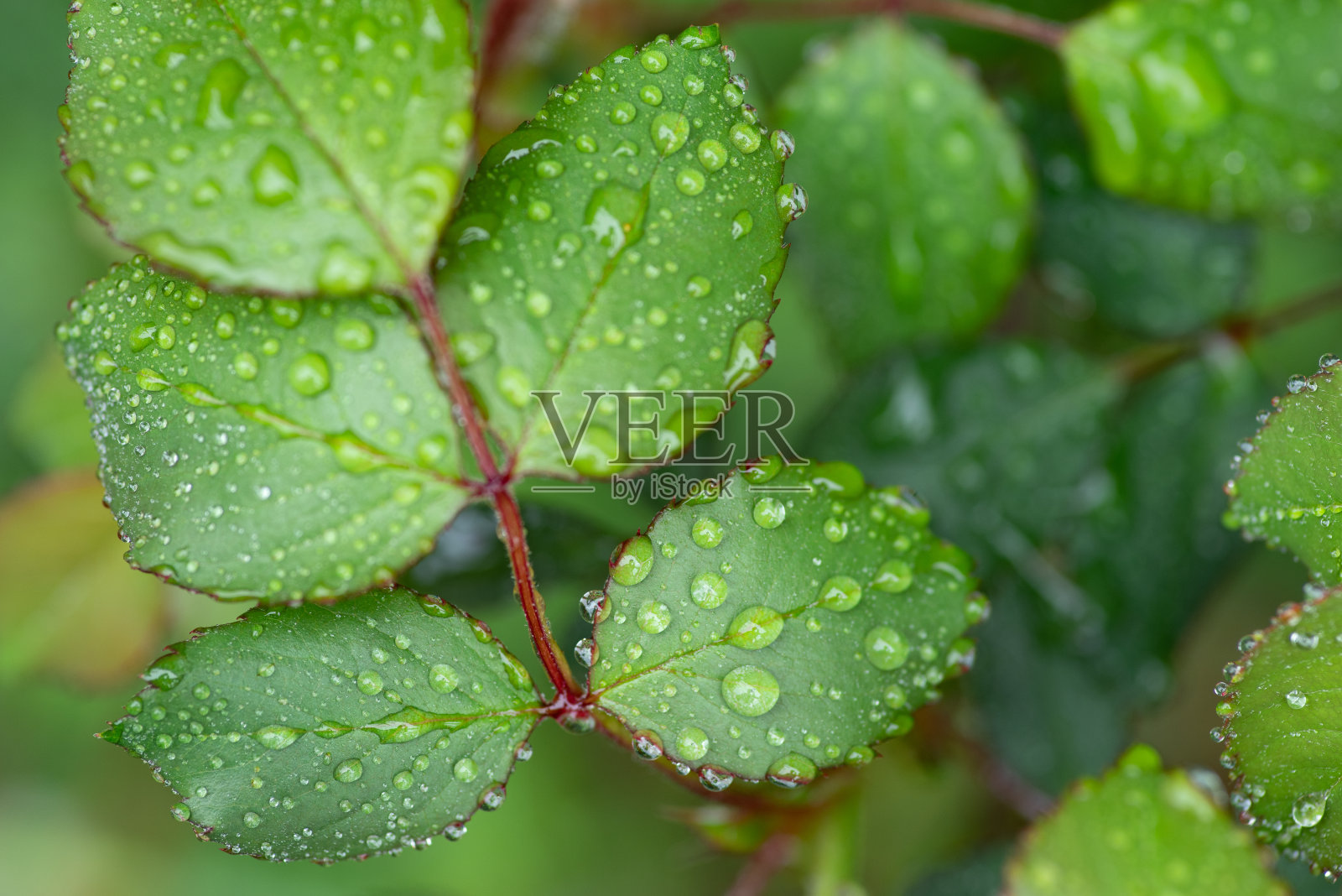 被雨水淋湿的树叶照片摄影图片