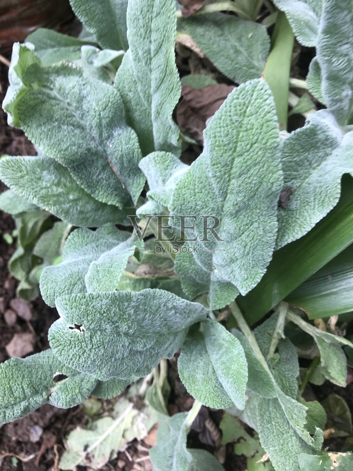 线虫，园林鱼，药用植物，食用植物照片摄影图片