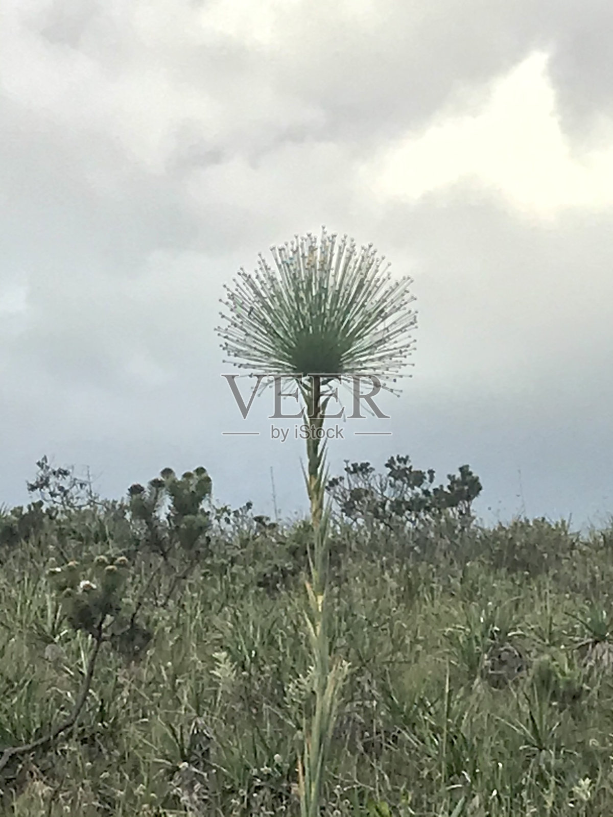 紫莲子，南美淋浴植物照片摄影图片