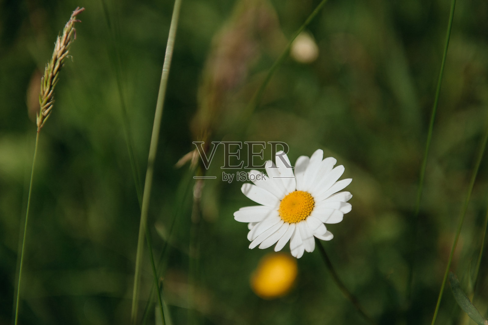 雏菊在春天开白色的花。照片摄影图片