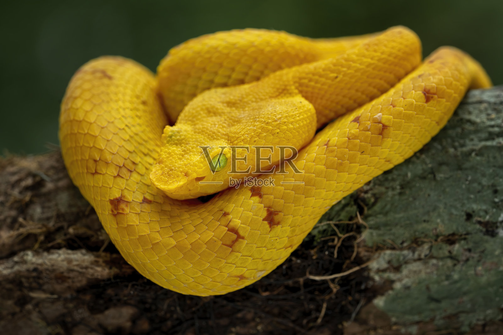 扁鼻蝮蛇照片摄影图片