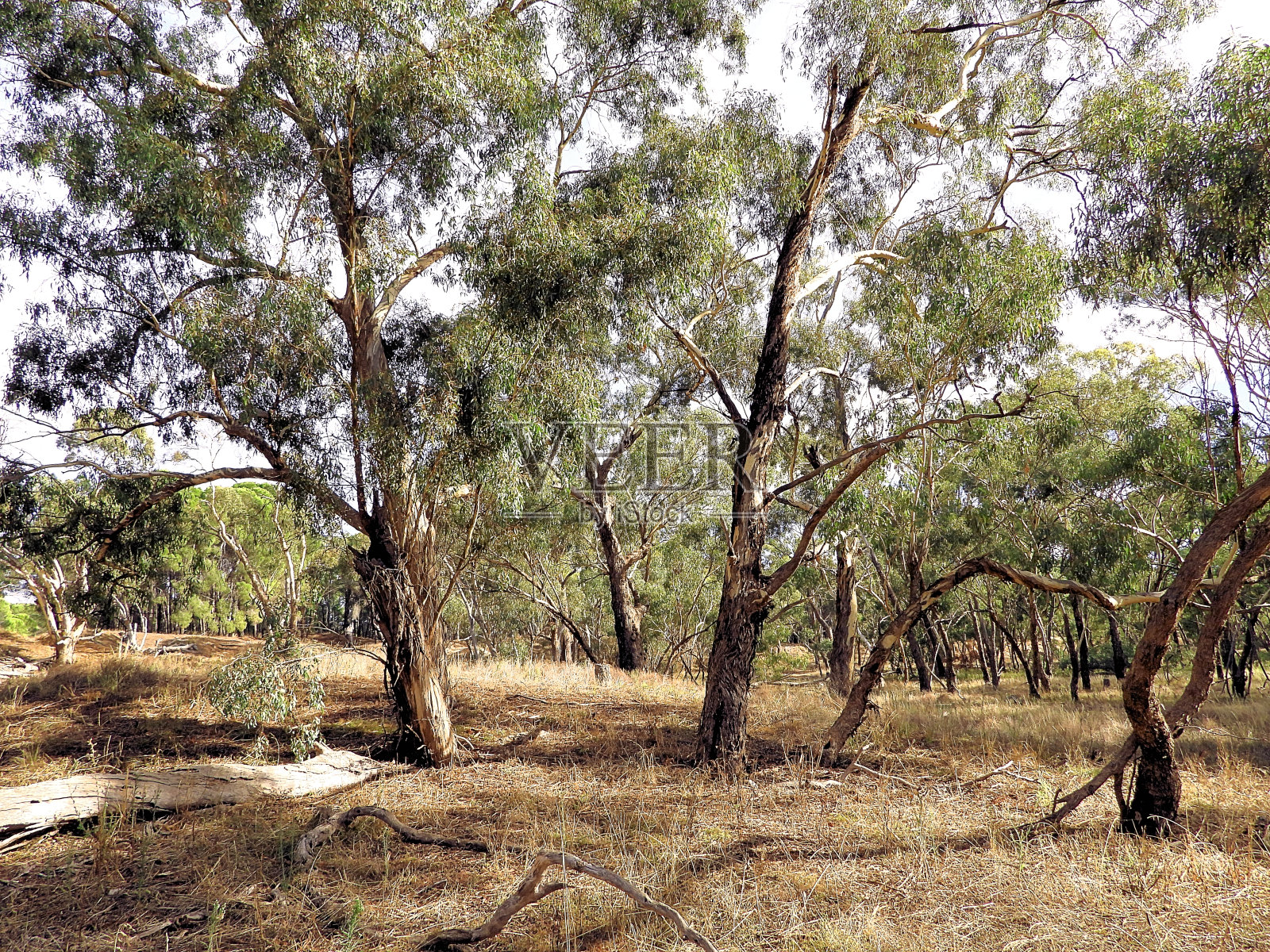 澳大利亚新南威尔士州莫伊拉的默里谷国家公园照片摄影图片