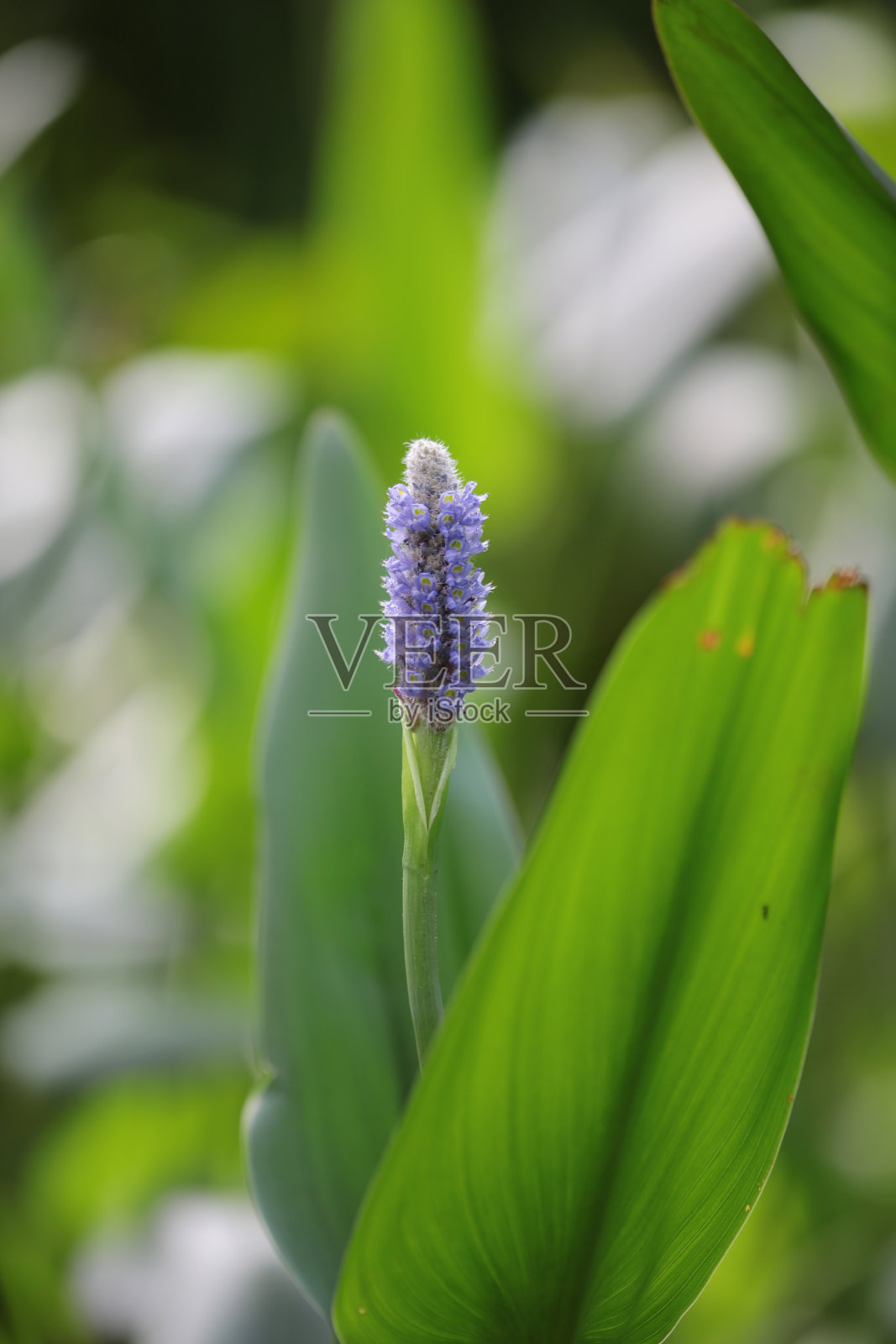 一个自然的概念，花园中的花照片摄影图片
