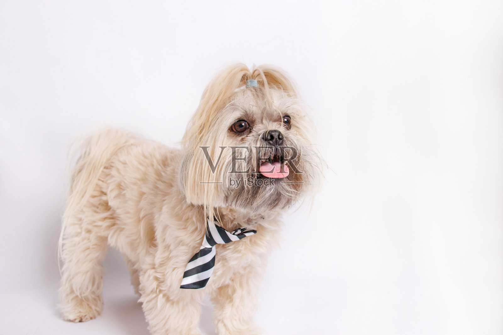 西施纯面包狗照片在工作室。照片摄影图片