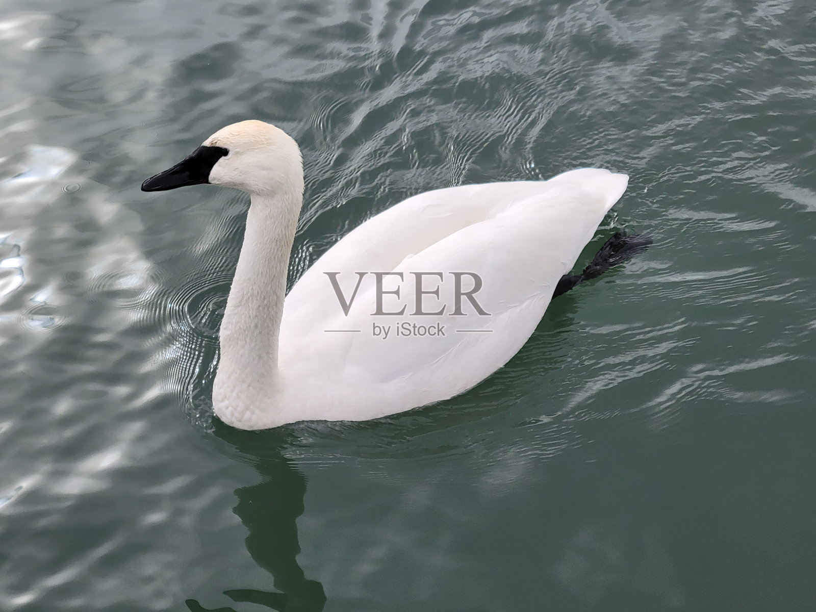 天鹅照片摄影图片