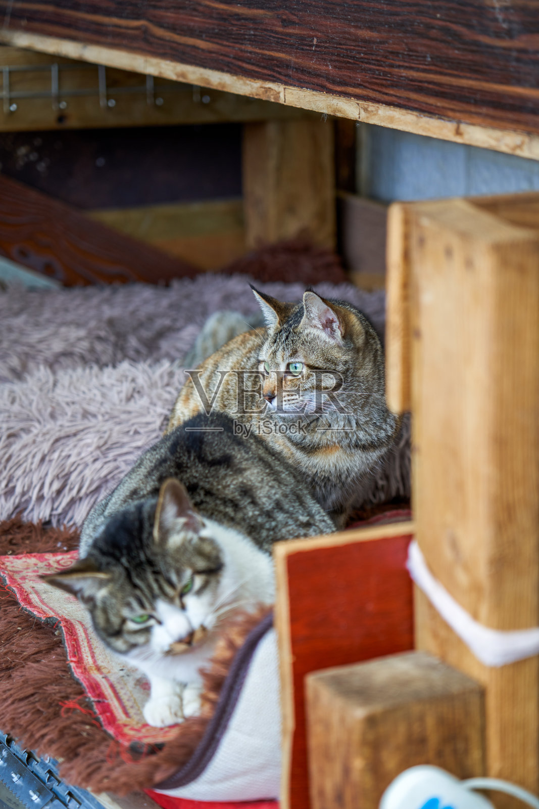 一只可爱的中国田园猫特写照片摄影图片