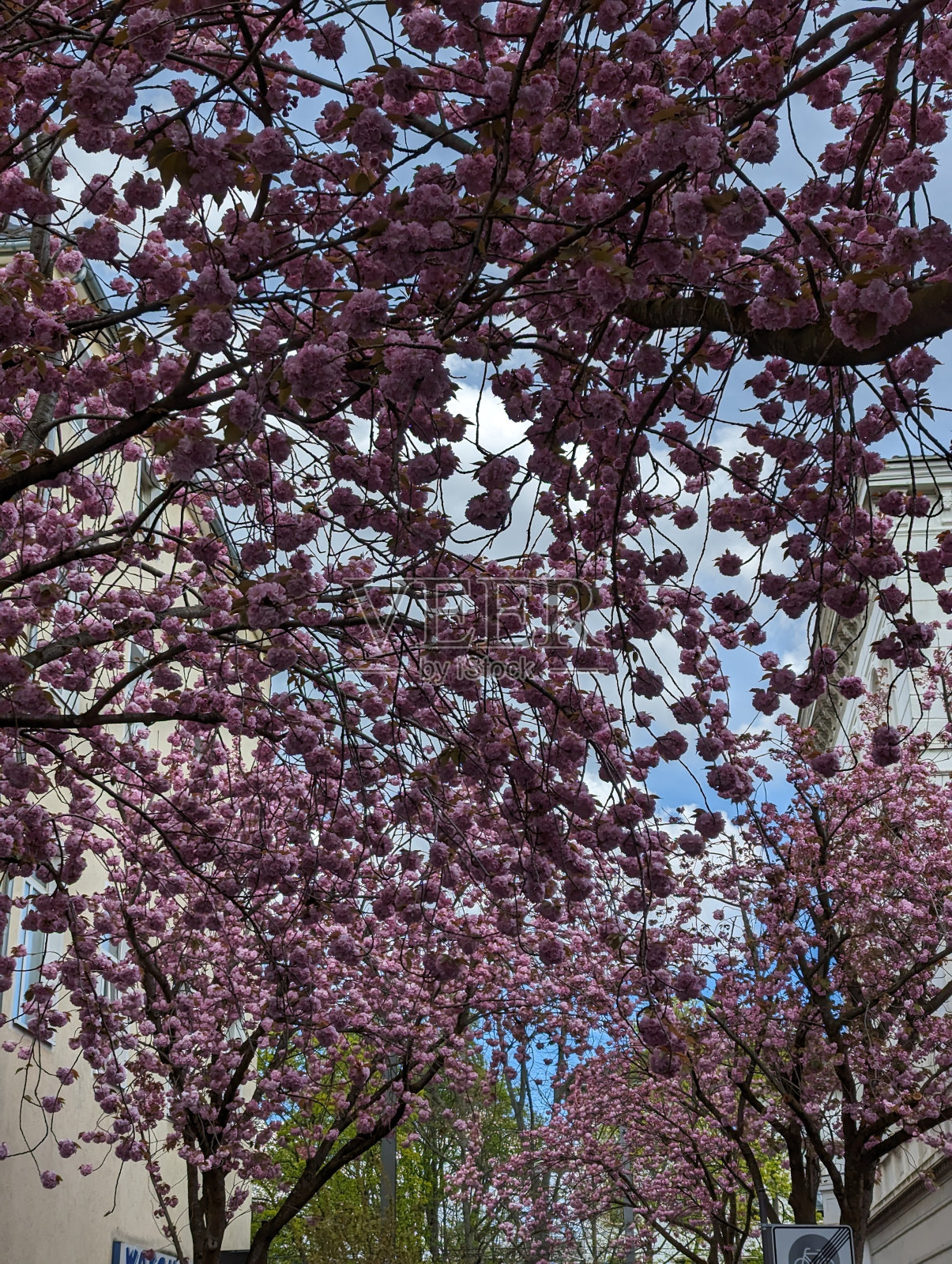 樱花街照片摄影图片