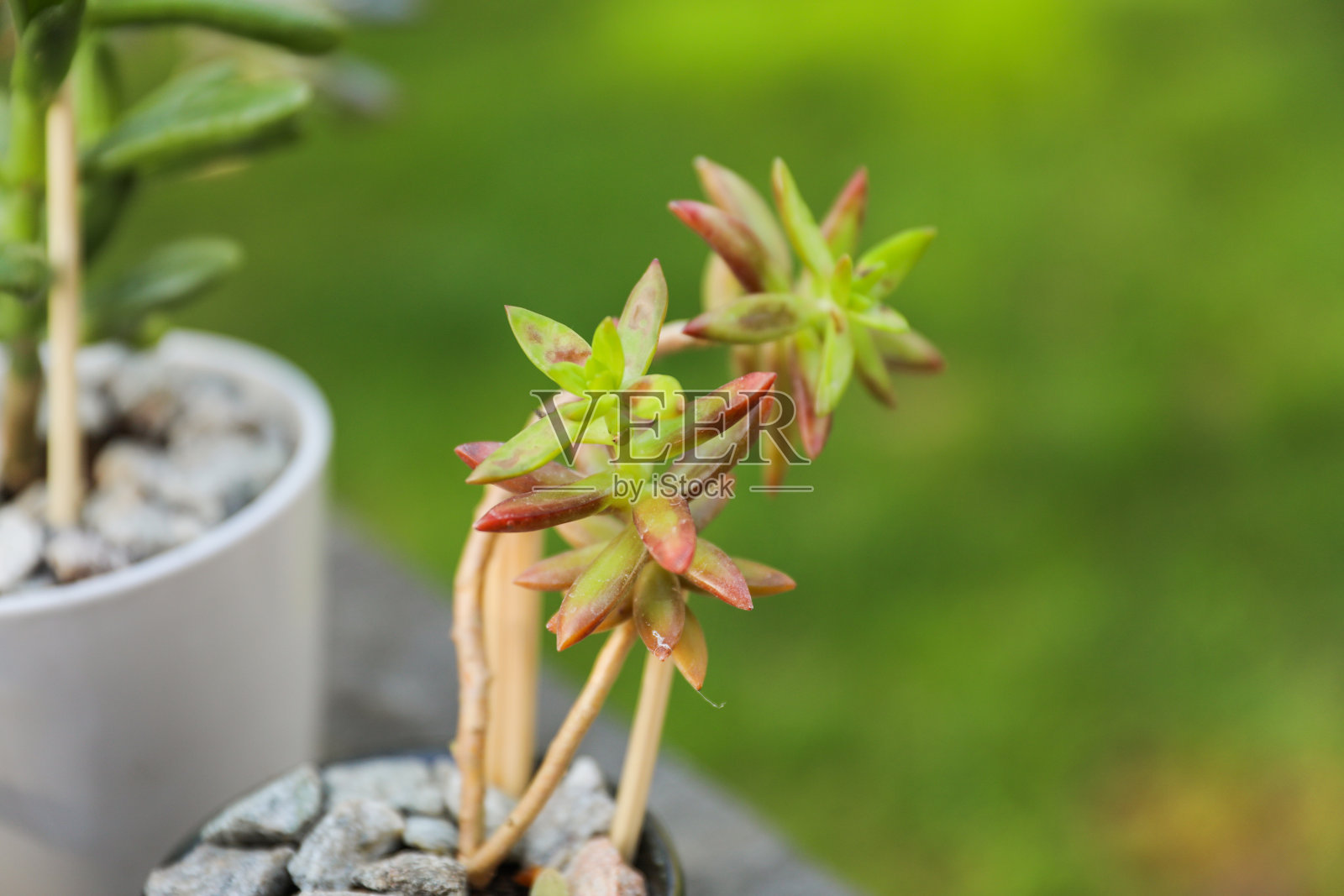 生机勃勃的玉石和鬼草，象征着春天的新生命和生长。郁郁葱葱的绿色植物代表着活力和更新。照片摄影图片