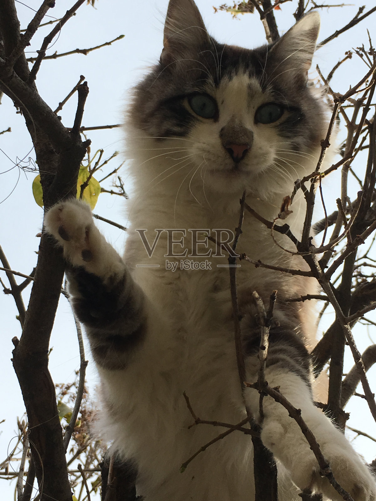 树上的猫照片摄影图片