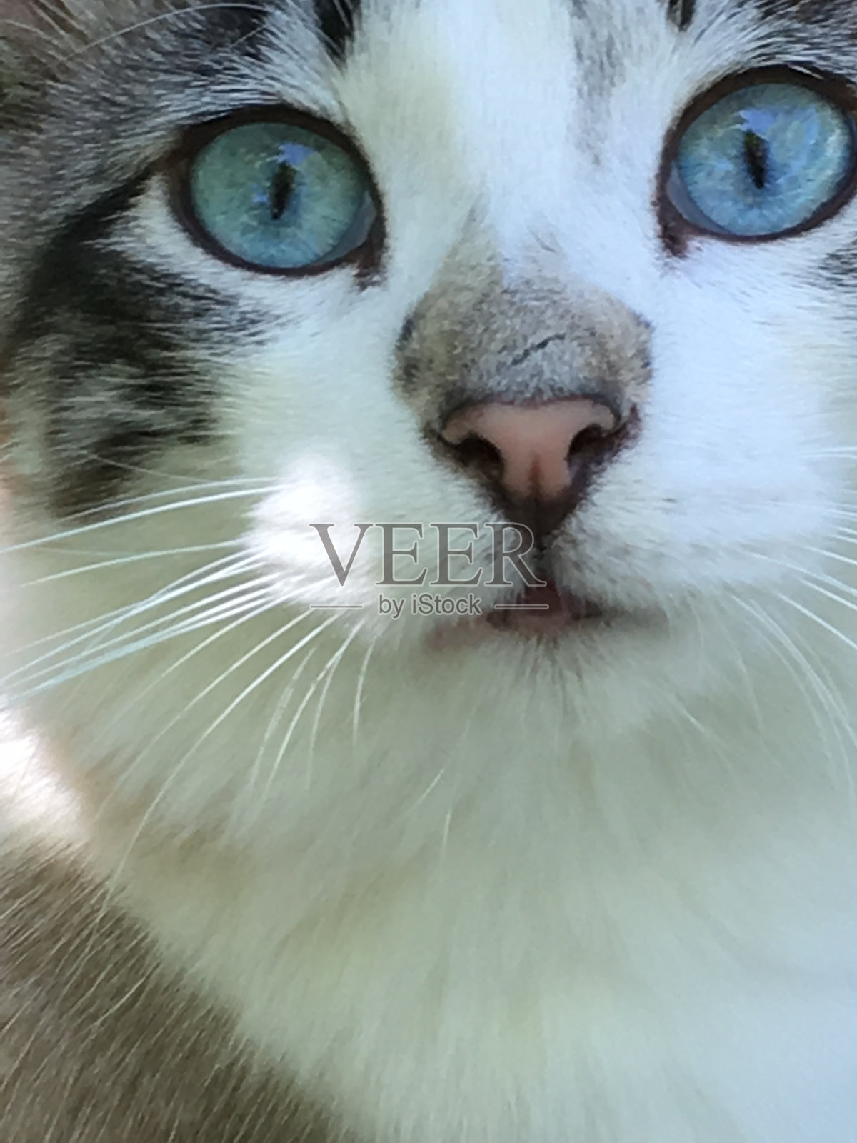 蓝眼猫照片摄影图片