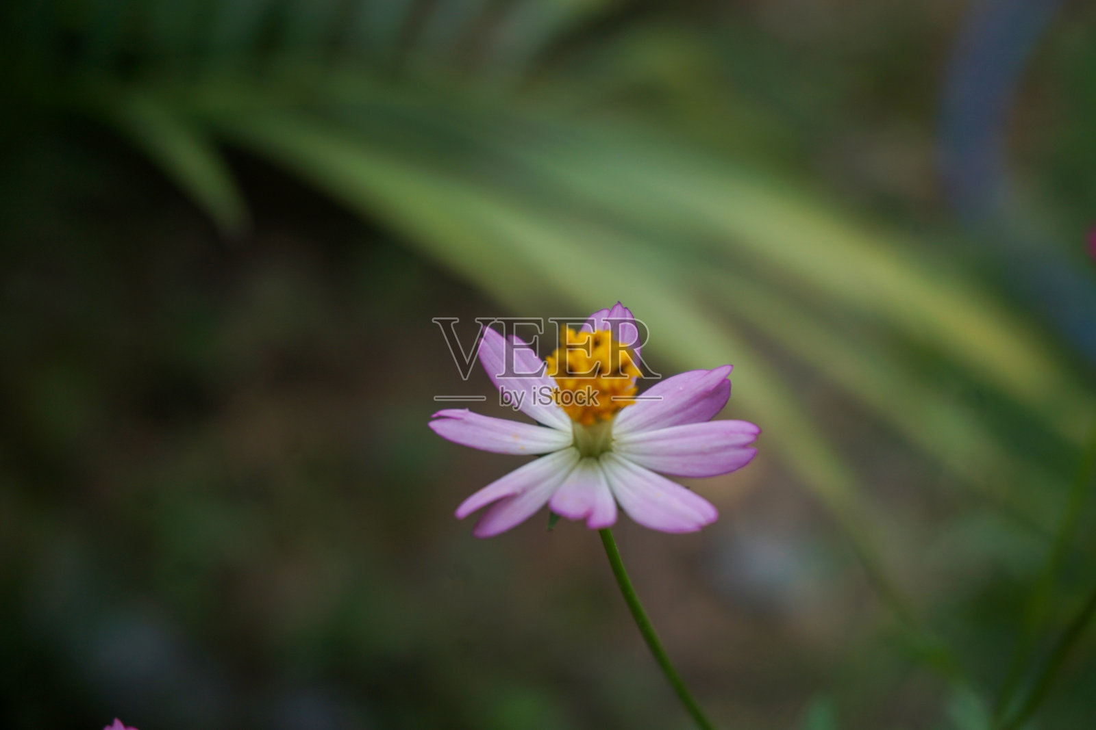 美丽的花朵在照片的细节和近距离的股票照片照片摄影图片