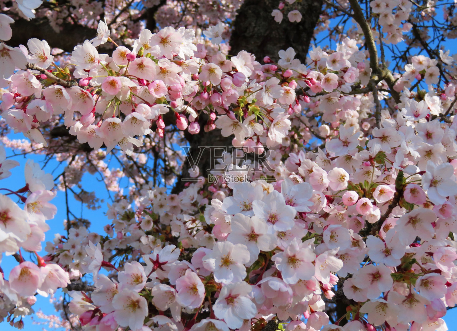 美丽的樱花特写浅粉红色的花照片摄影图片