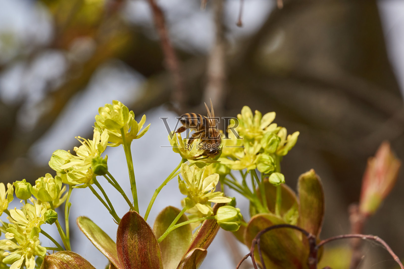 冬青枫树的花蕾正在盛开。宏碁platanoides)。照片摄影图片