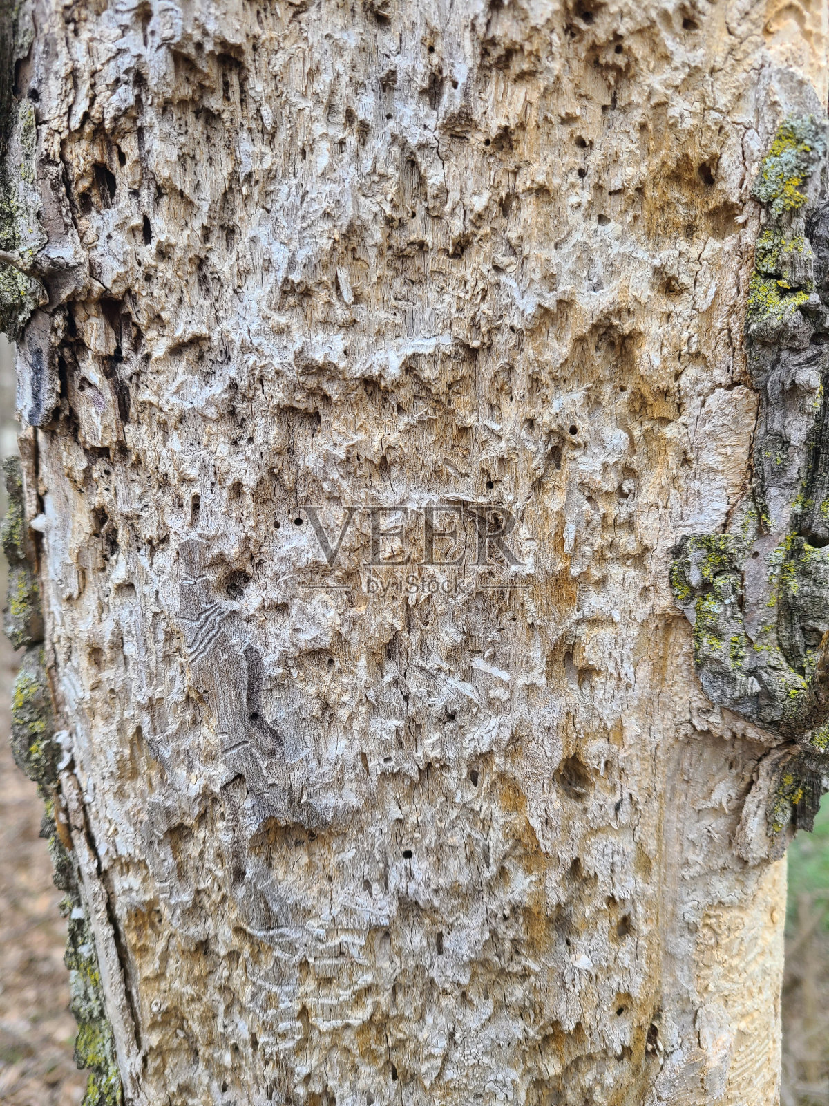 疾病照片摄影图片